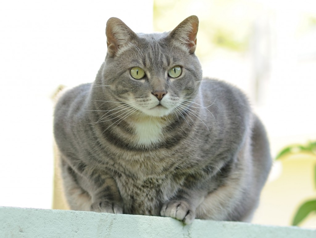 85mm review, lens reviews, nikon 85mm, Nikon 85mm 1.8G AF-S Review