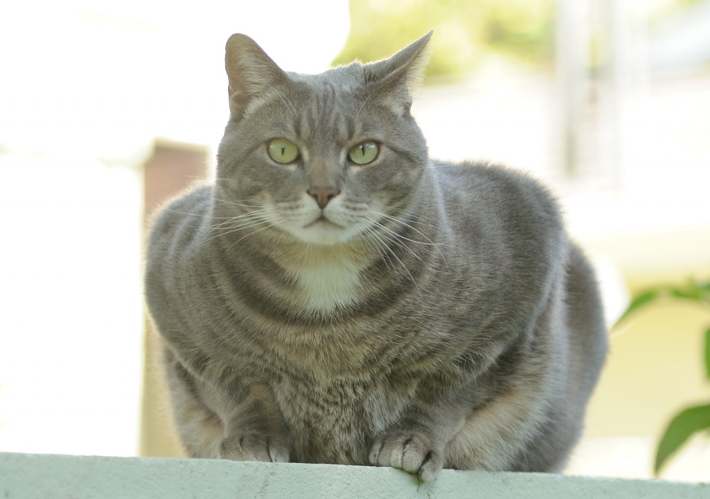 85mm review, lens reviews, nikon 85mm, Nikon 85mm 1.8G AF-S Review